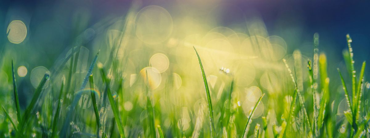 Grünes Gras mit Tautropfen im Gegenlicht